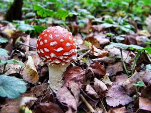 Preview wallpaper fly agaric, white, red, poisonous