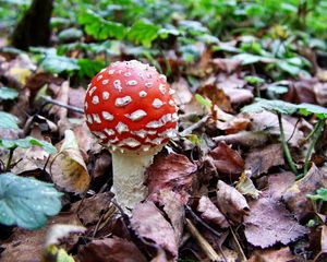 Preview wallpaper fly agaric, white, red, poisonous