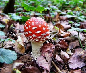 Preview wallpaper fly agaric, white, red, poisonous