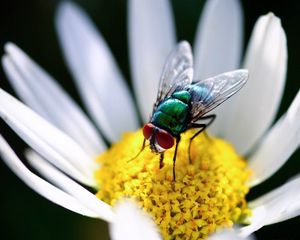 Preview wallpaper fly, daisy, flower, wings, petals