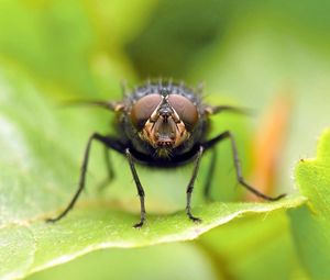 Preview wallpaper fly, eyes, wings, grass