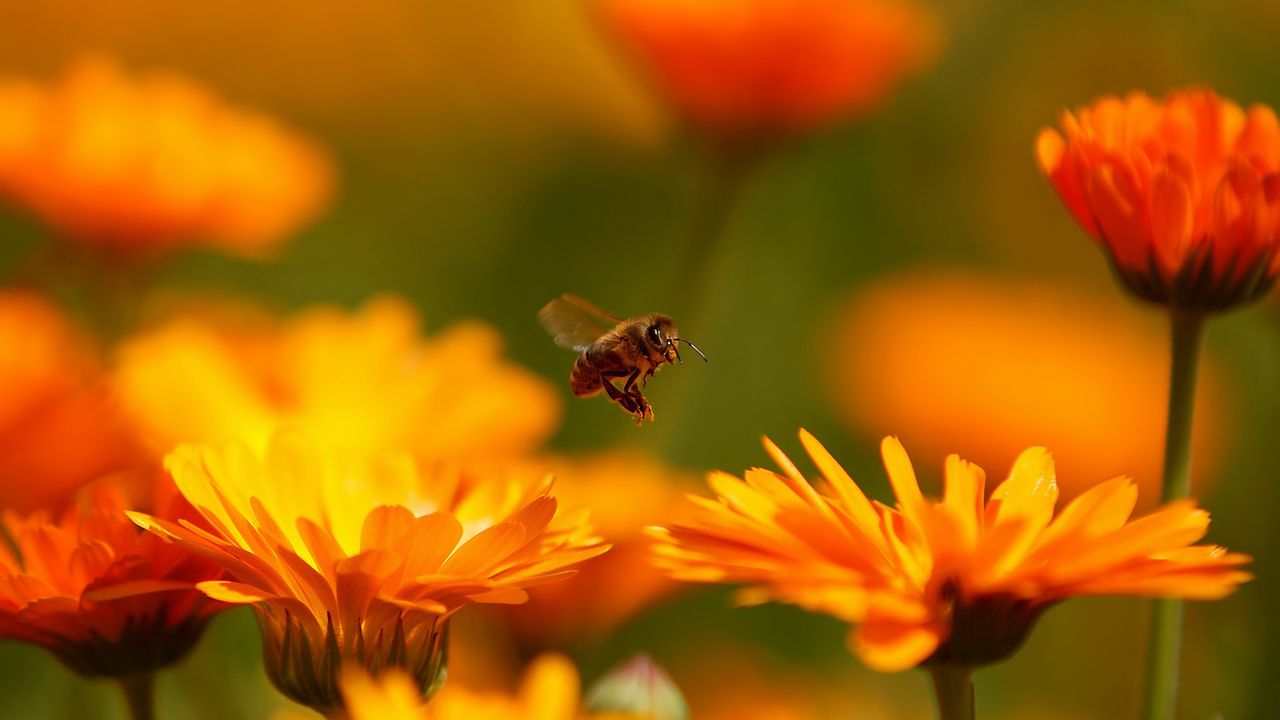 Wallpaper fly, flower, bee, insect