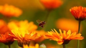 Preview wallpaper fly, flower, bee, insect