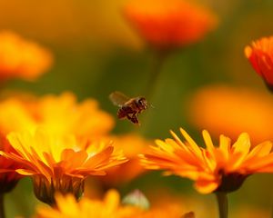 Preview wallpaper fly, flower, bee, insect