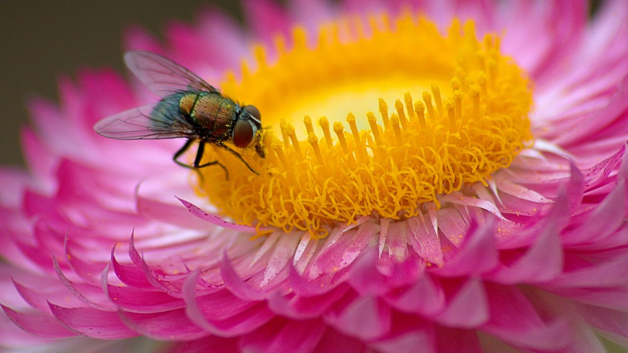 Wallpaper fly, flower, macro, pink