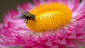 Preview wallpaper fly, flower, macro, pink