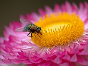 Preview wallpaper fly, flower, macro, pink