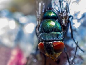 Preview wallpaper fly, insect, eyes, close-up