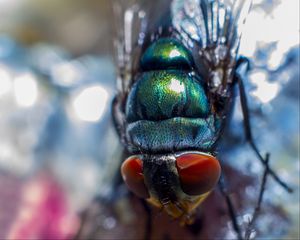 Preview wallpaper fly, insect, eyes, close-up