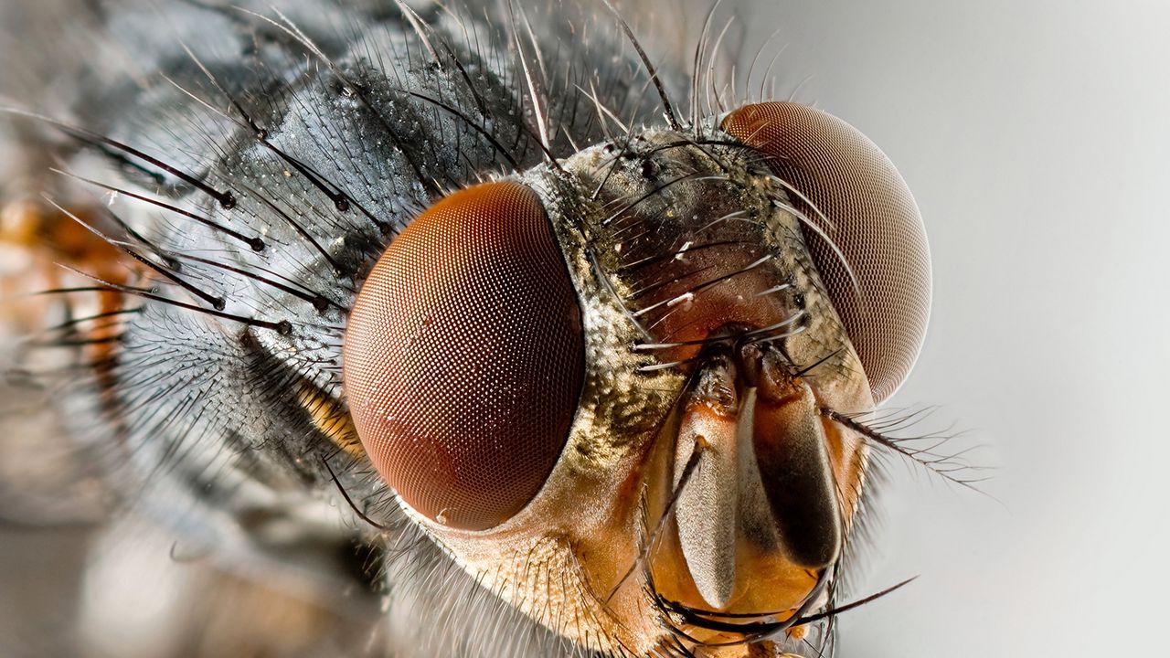Wallpaper fly, insect, eyes, wings