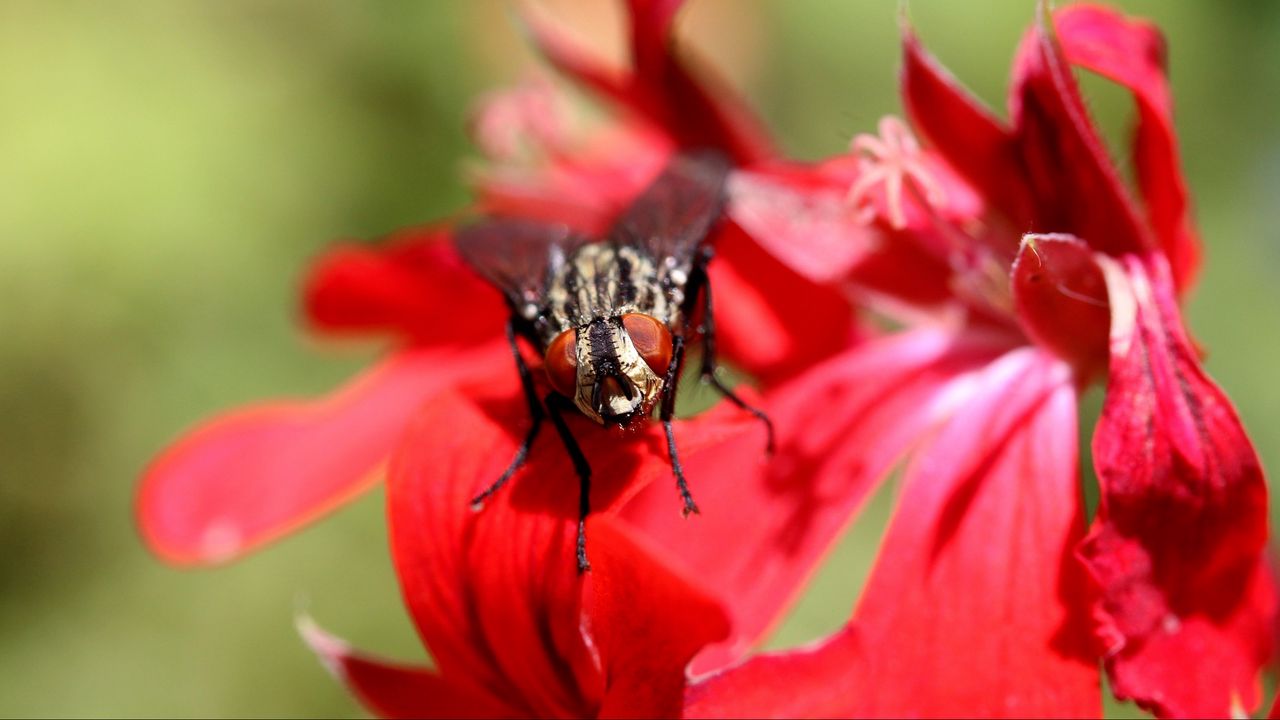 Wallpaper fly, insect, flower, close-up