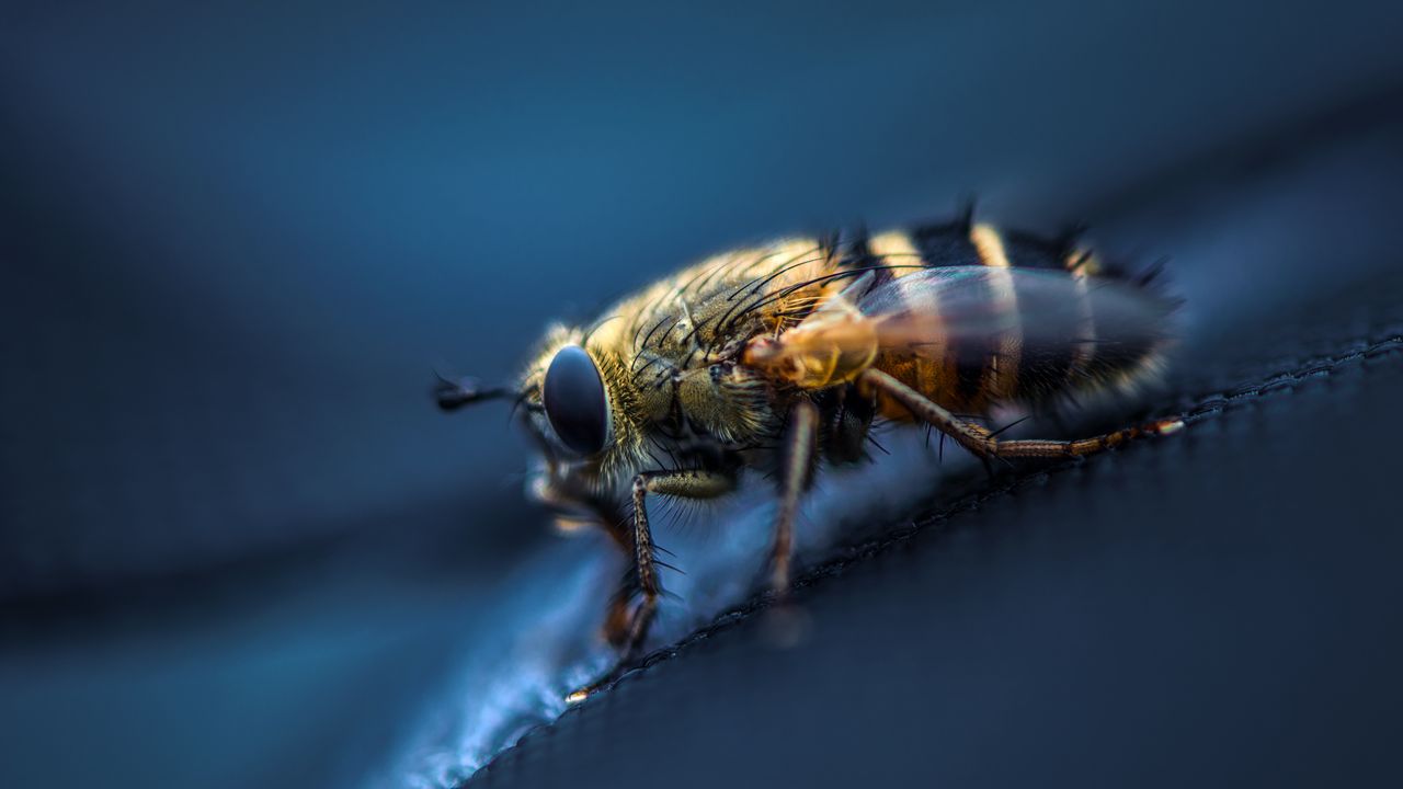 Wallpaper fly, insect, macro, eyes, wings