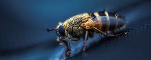 Preview wallpaper fly, insect, macro, eyes, wings