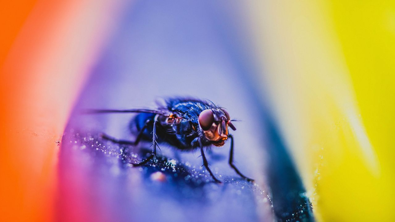 Wallpaper fly, insect, macro, close up