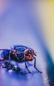 Preview wallpaper fly, insect, macro, close up