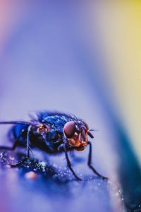 Preview wallpaper fly, insect, macro, close up