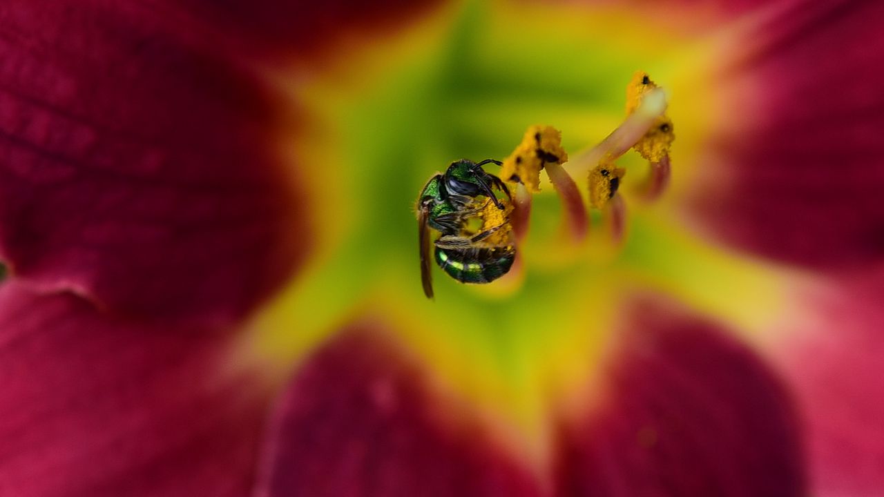 Wallpaper fly, insect, pollen, flower, blur