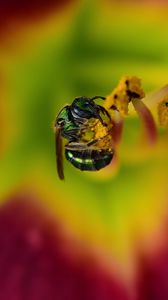 Preview wallpaper fly, insect, pollen, flower, blur