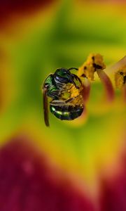 Preview wallpaper fly, insect, pollen, flower, blur