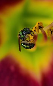 Preview wallpaper fly, insect, pollen, flower, blur