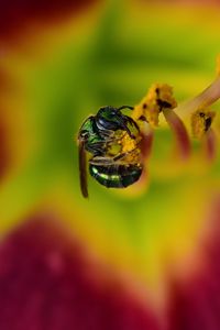 Preview wallpaper fly, insect, pollen, flower, blur