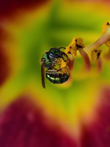 Preview wallpaper fly, insect, pollen, flower, blur