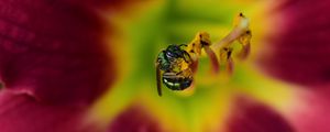 Preview wallpaper fly, insect, pollen, flower, blur