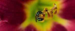 Preview wallpaper fly, insect, pollen, flower, blur