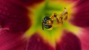 Preview wallpaper fly, insect, pollen, flower, blur