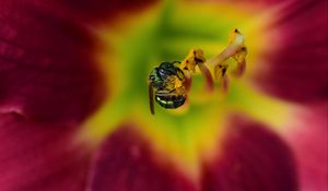 Preview wallpaper fly, insect, pollen, flower, blur