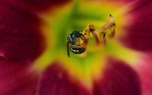 Preview wallpaper fly, insect, pollen, flower, blur