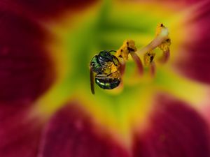 Preview wallpaper fly, insect, pollen, flower, blur