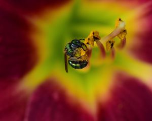 Preview wallpaper fly, insect, pollen, flower, blur