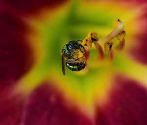 Preview wallpaper fly, insect, pollen, flower, blur