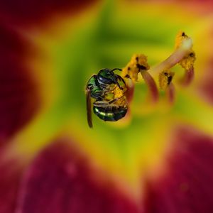 Preview wallpaper fly, insect, pollen, flower, blur