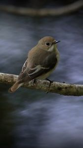 Preview wallpaper flycatcher, bird, wildlife, branch