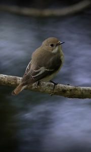 Preview wallpaper flycatcher, bird, wildlife, branch