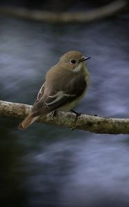 Preview wallpaper flycatcher, bird, wildlife, branch