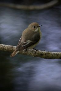 Preview wallpaper flycatcher, bird, wildlife, branch
