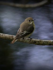 Preview wallpaper flycatcher, bird, wildlife, branch