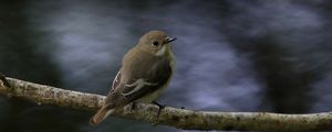 Preview wallpaper flycatcher, bird, wildlife, branch