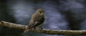 Preview wallpaper flycatcher, bird, wildlife, branch