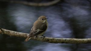 Preview wallpaper flycatcher, bird, wildlife, branch