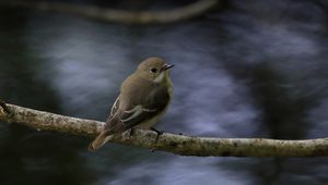 Preview wallpaper flycatcher, bird, wildlife, branch