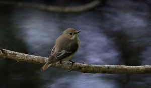 Preview wallpaper flycatcher, bird, wildlife, branch