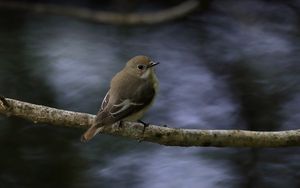 Preview wallpaper flycatcher, bird, wildlife, branch