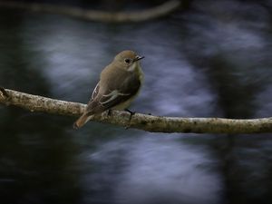 Preview wallpaper flycatcher, bird, wildlife, branch