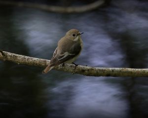 Preview wallpaper flycatcher, bird, wildlife, branch