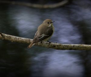 Preview wallpaper flycatcher, bird, wildlife, branch