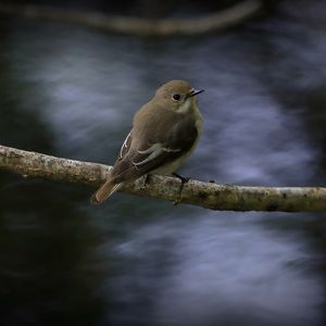 Preview wallpaper flycatcher, bird, wildlife, branch